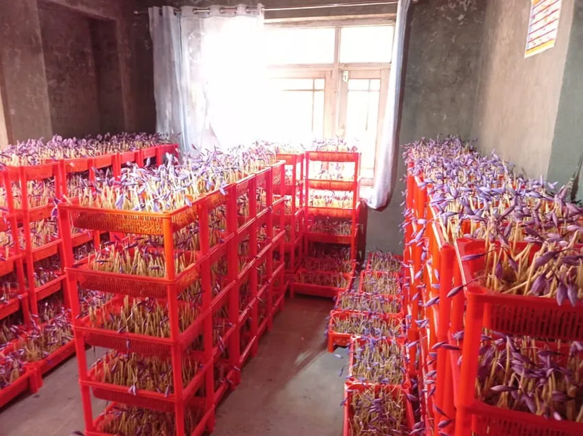 nandikoti_Kesar ( saffron ) Cultivation growing cold chamber